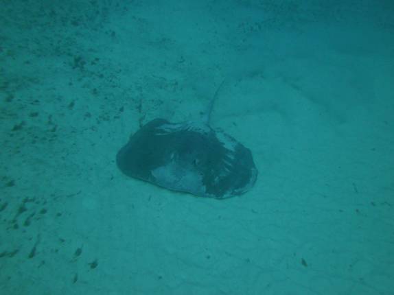 Uma arraia durante mergulho em Playa del Carmen, no litoral do Yucatán, no México
